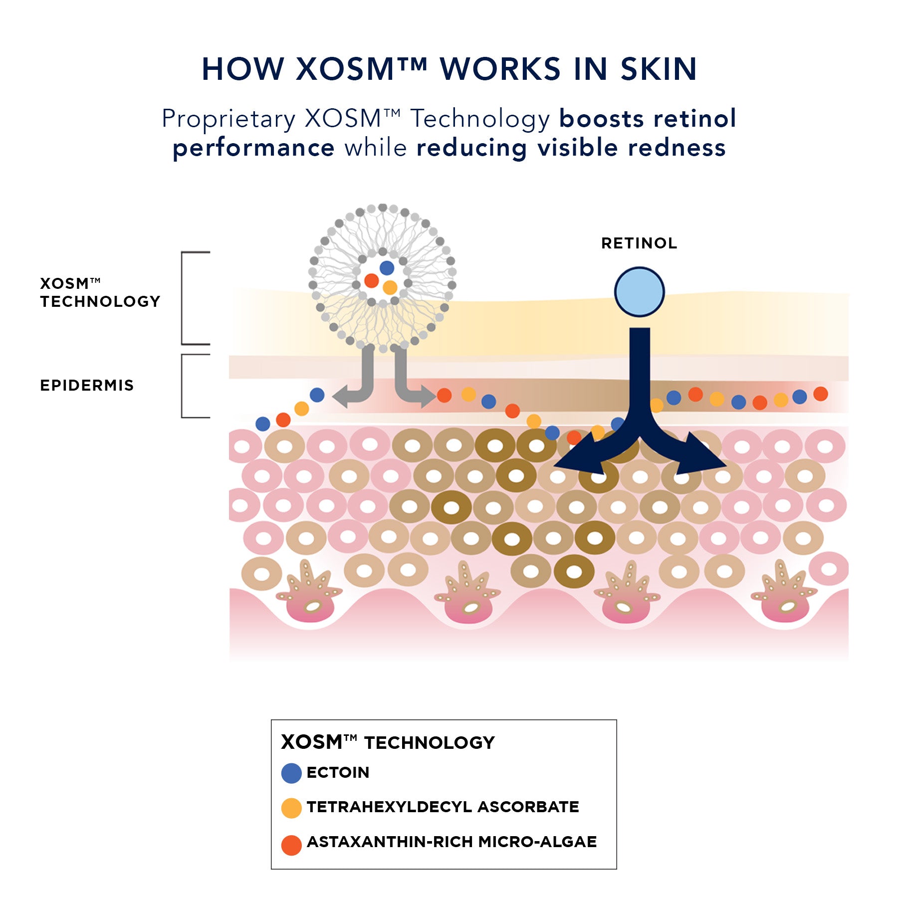 graphic showing how XOSM technology works in skin