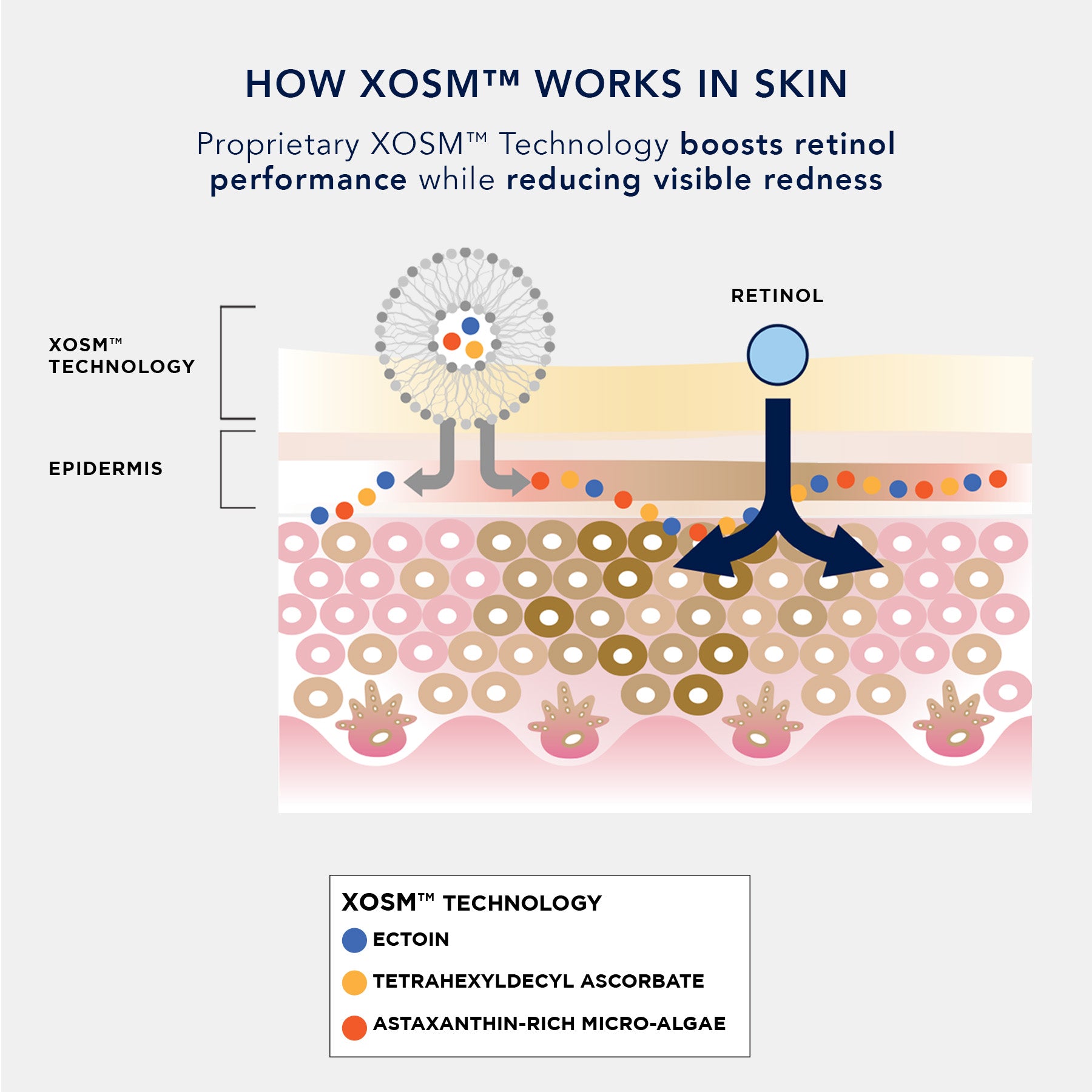graphic showing how XOSM technology works in skin