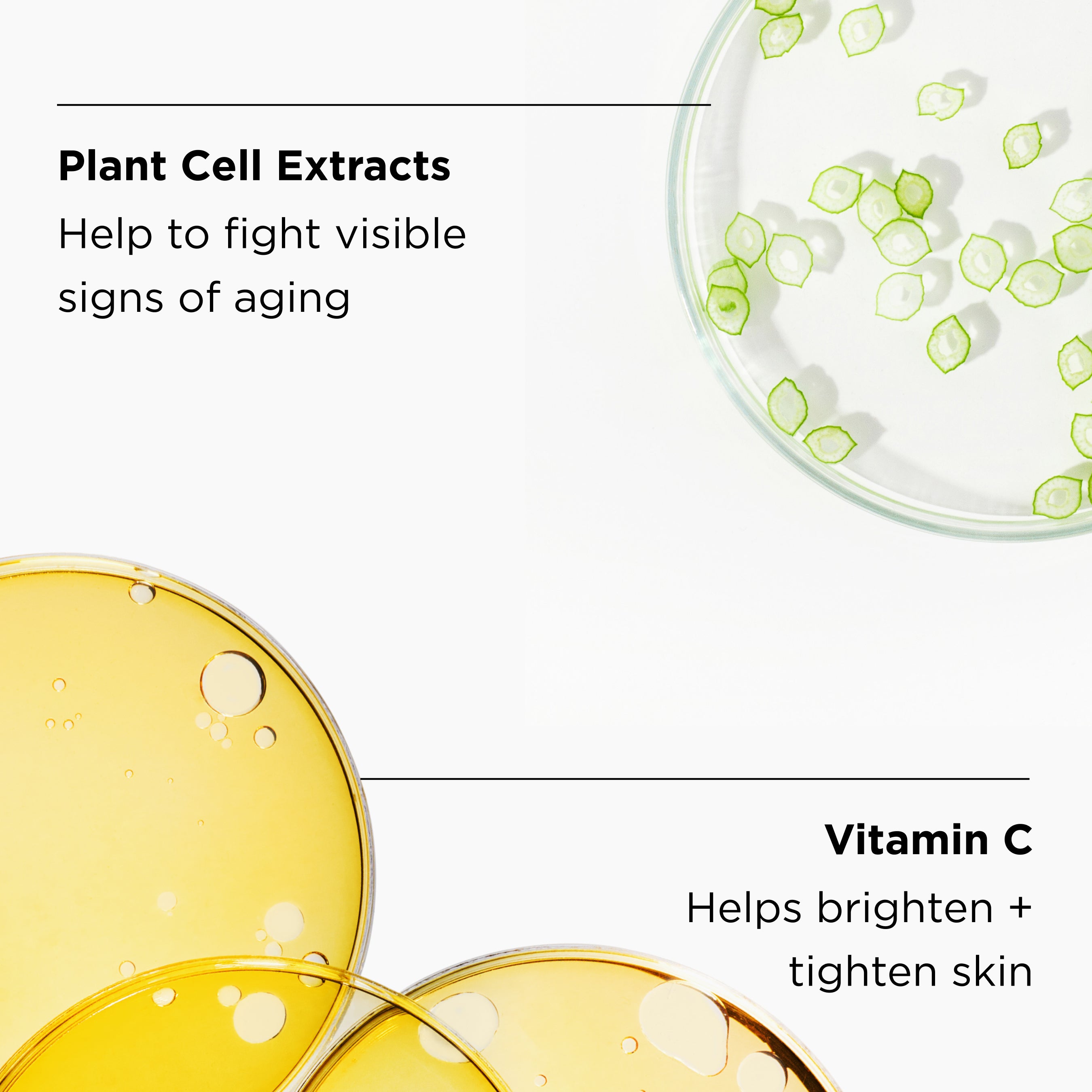 ingredients close up in petri dishes with ingredient benefits listed